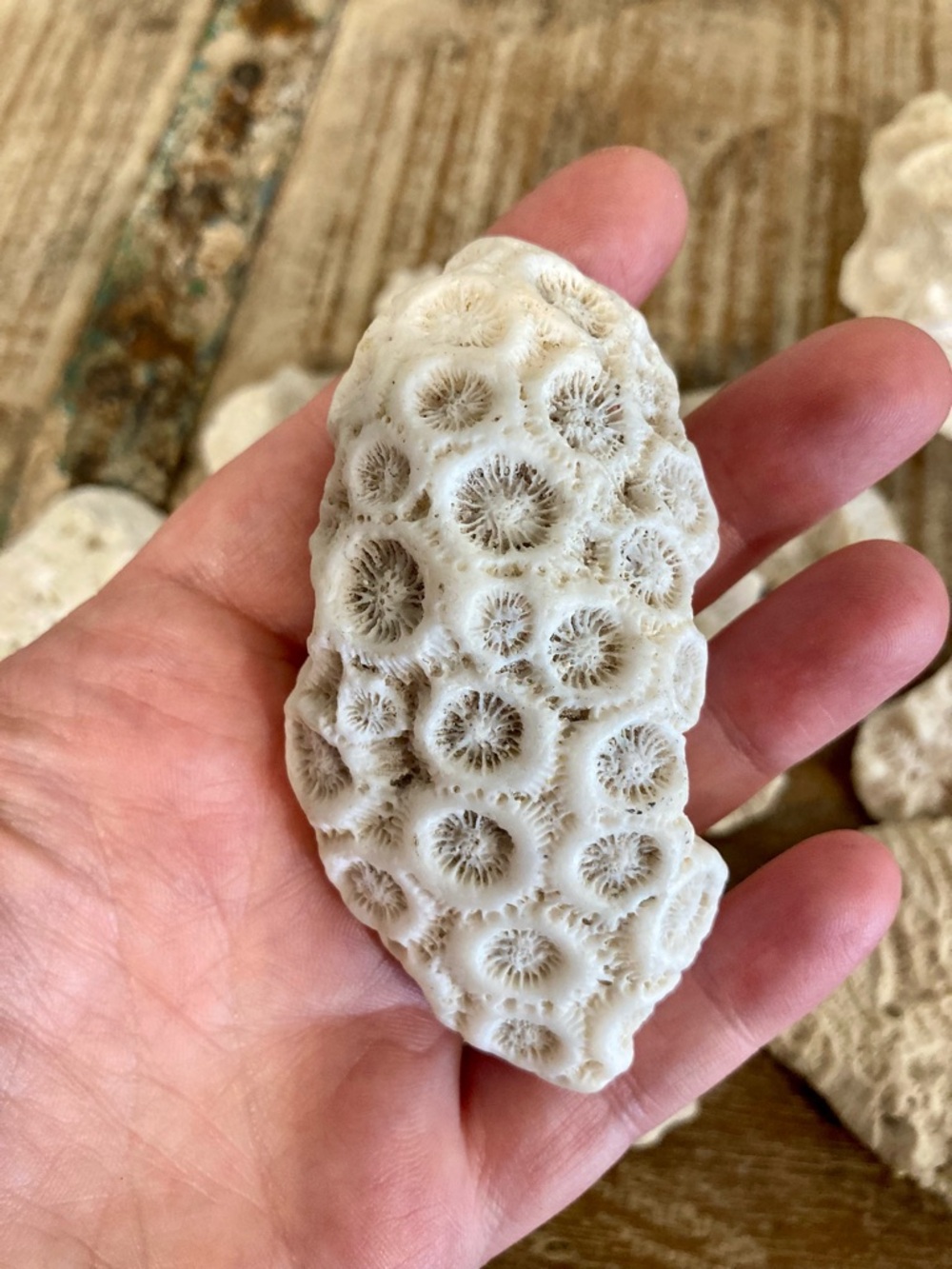 Fossilized Coral Collection 12 Pieces Instant Rock Collection - Picture 9 of 16